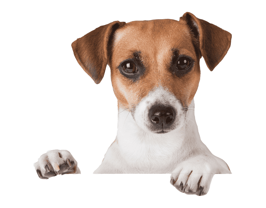 perrito-png